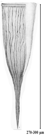 Rhabdonella spiralis v. henseni Brandt 1907