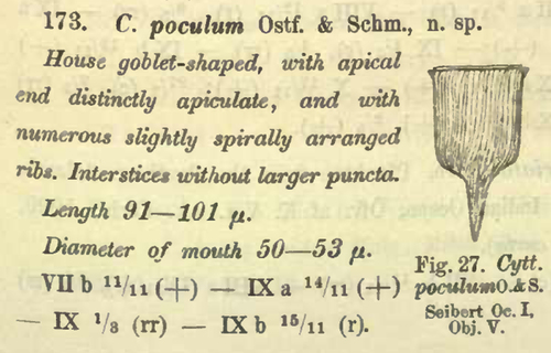 Cyttarocylis poculum 