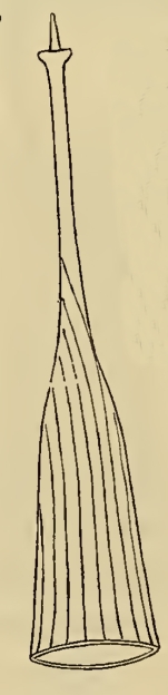 Cyttarocylis hebe var. apophysata Cleve 1899