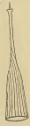 Cyttarocylis hebe var. apophysata Cleve 1899
