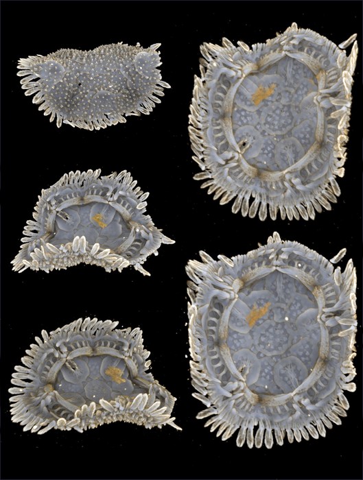 Xyloplax princealberti Payne, Tilic, Boschen-Rose, Gannon, Stiller, Hiley, Grupe, Mah & Rouse, 2023 Xyloplax princealberti Payne, Tilic, Boschen-Rose, Gannon, Stiller, Hiley, Grupe, Mah & Rouse, 2023