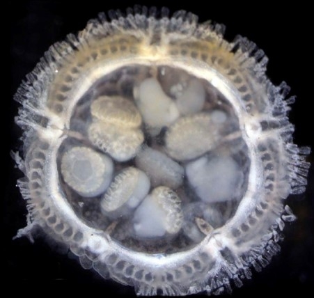 Xyloplax princealberti Payne, Tilic, Boschen-Rose, Gannon, Stiller, Hiley, Grupe, Mah & Rouse, 2023 Xyloplax princealberti Payne, Tilic, Boschen-Rose, Gannon, Stiller, Hiley, Grupe, Mah & Rouse, 2023