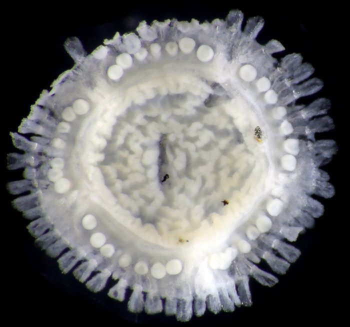 Xyloplax princealberti Payne, Tilic, Boschen-Rose, Gannon, Stiller, Hiley, Grupe, Mah & Rouse, 2023 Xyloplax princealberti Payne, Tilic, Boschen-Rose, Gannon, Stiller, Hiley, Grupe, Mah & Rouse, 2023