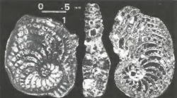 Qatarstegina whittakeri Boukhary, Hewaidy & Al-Hitmi, 1996