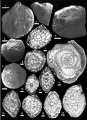 Chordcassidella ainshamsiana Boukhary & Scheibner, 2011