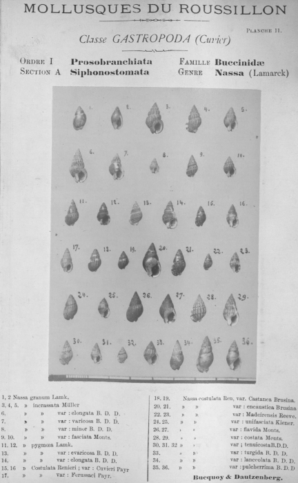 Bucquoy et al. (1882-1886, pl. 11) Bucquoy et al. (1882-1886, pl. 11)
