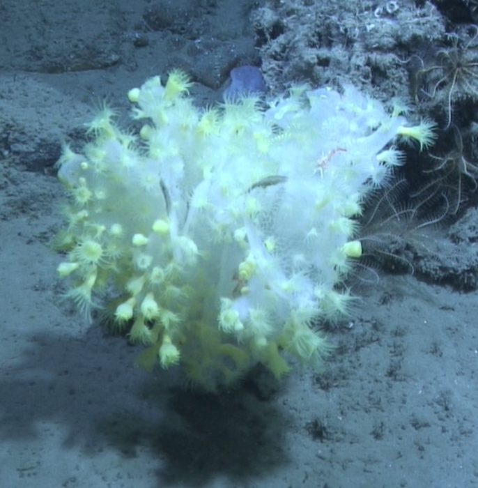 Aphrocallistes beatrix from Aviles Canyon System