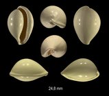 Eocypraea inflata (Lamarck, 1803)