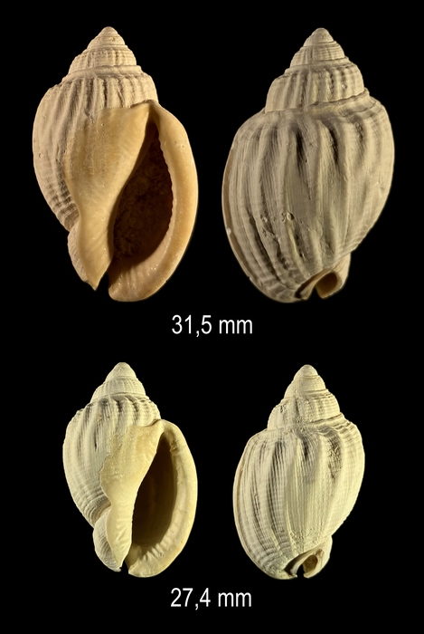Antephalium adcocki (G. B. Sowerby III, 1896) Antephalium adcocki (G. B. Sowerby III, 1896)