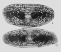 Qinglongia elliptica Zhang & Dong in Xiao et al., 1986