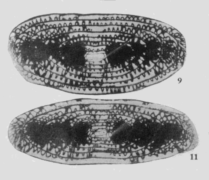Qinglongia elliptica Zhang & Dong in Xiao et al., 1986 Qinglongia elliptica Zhang & Dong in Xiao et al., 1986