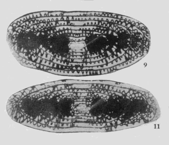 Qinglongia elliptica Zhang & Dong in Xiao et al., 1986