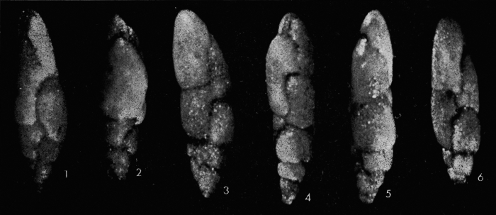 Pseudovirgulina solignaci Grignani & Cococcetta, 1974