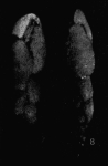 Pseudovirgulina alimensis Grignani & Cococcetta, 1974
