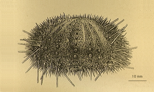 Sterechinus neumayeri Sterechinus neumayeri