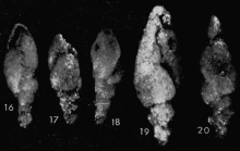 Pseudovirgulina gafsensis Grignani & Cococcetta, 1974