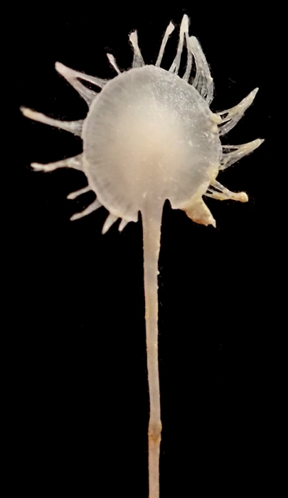 Abyssocladia falkor Ekins & Hooper, 2023 Abyssocladia falkor Ekins & Hooper, 2023