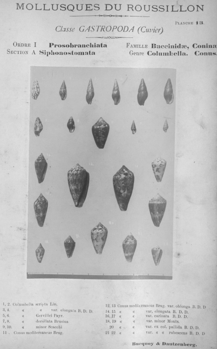 Bucquoy et al. (1882-1886, pl. 13) Bucquoy et al. (1882-1886, pl. 13)