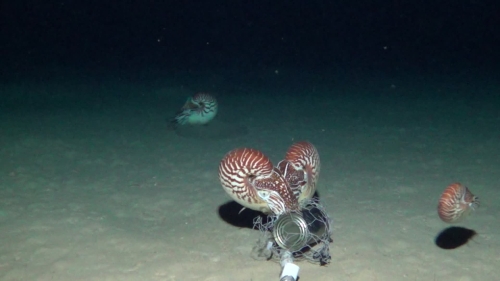 Nautilus samoaensis Barord, Combosch, Giribet, Landman, Lemer, Veloso & Ward, 2023