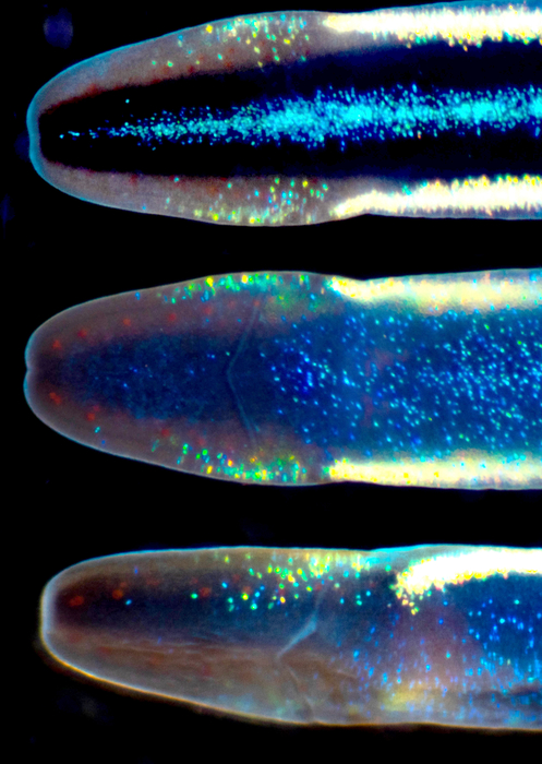 Tetranemertes bifrost Cherneva, Ellison, Zattara, Norenburg, Schwartz, Junoy & Maslakova, 2023 Tetranemertes bifrost Cherneva, Ellison, Zattara, Norenburg, Schwartz, Junoy & Maslakova, 2023