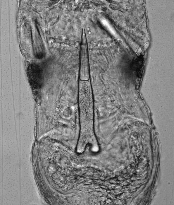 Tetranemertes bifrost Cherneva, Ellison, Zattara, Norenburg, Schwartz, Junoy & Maslakova, 2023 Tetranemertes bifrost Cherneva, Ellison, Zattara, Norenburg, Schwartz, Junoy & Maslakova, 2023