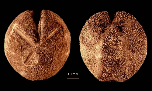Tripylaster philippii Tripylaster philippii