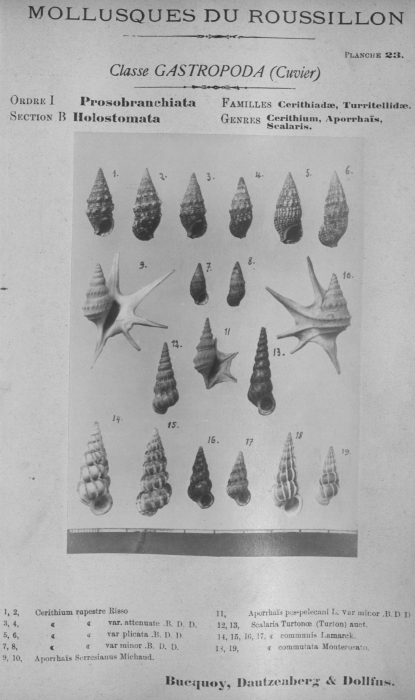 Bucquoy et al. (1882-1886, pl. 23) Bucquoy et al. (1882-1886, pl. 23)