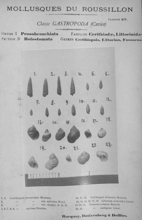 Bucquoy et al. (1882-1886, pl. 27) Bucquoy et al. (1882-1886, pl. 27)