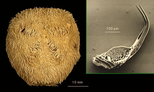 Tripylus abatoides Tripylus abatoides