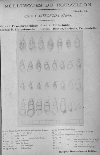 Bucquoy et al. (1882-1886, pl. 32)