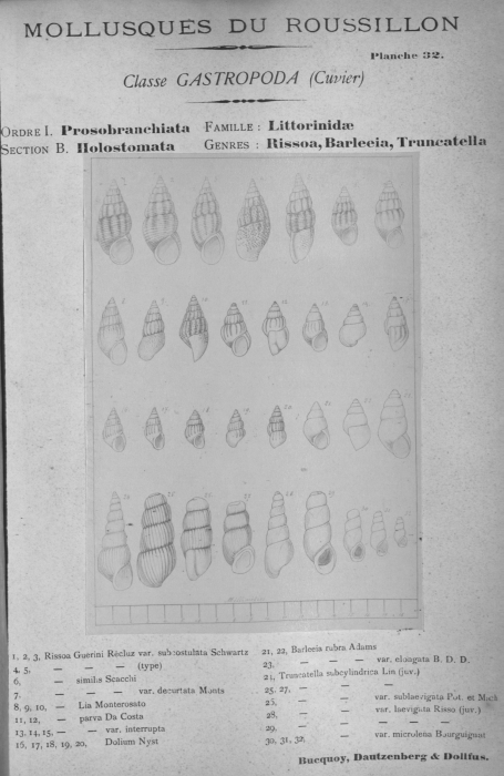 Bucquoy et al. (1882-1886, pl. 32)