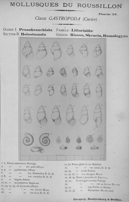 Bucquoy et al. (1882-1886, pl. 37) Bucquoy et al. (1882-1886, pl. 37)