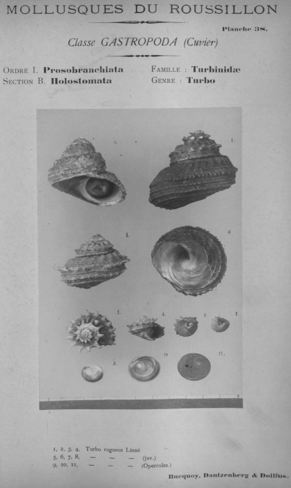 Bucquoy et al. (1882-1886, pl. 38) Bucquoy et al. (1882-1886, pl. 38)