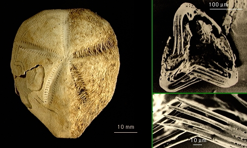 Tripylus cordatus Tripylus cordatus