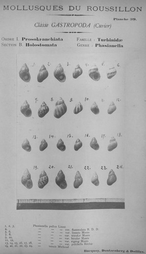 Bucquoy et al. (1882-1886, pl. 39)