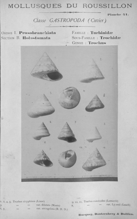 Bucquoy et al. (1882-1886, pl. 41) Bucquoy et al. (1882-1886, pl. 41)