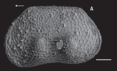 Holotype of Tuberocandona leonidasi Külköylüoğlu, Ataman, Gibson & Diaz, 2023 