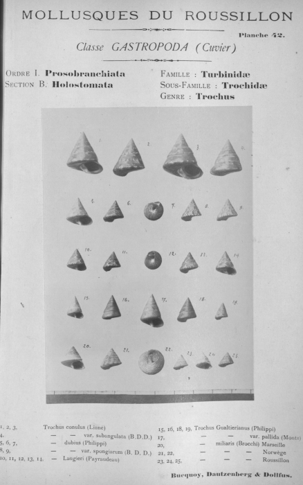Bucquoy et al. (1882-1886, pl. 42) Bucquoy et al. (1882-1886, pl. 42)