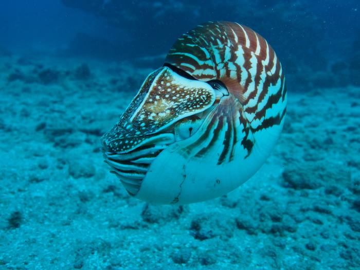 Nautilus samoaensis Barord, Combosch, Giribet, Landman, Lemer, Veloso & Ward, 2023