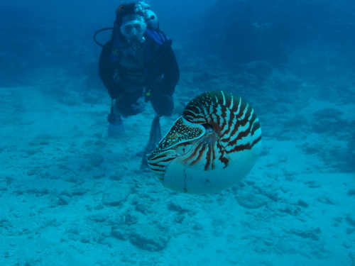 Nautilus samoaensis Barord, Combosch, Giribet, Landman, Lemer, Veloso & Ward, 2023