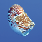 Nautilus samoaensis Barord, Combosch, Giribet, Landman, Lemer, Veloso & Ward, 2023