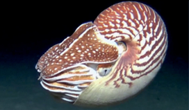 Nautilus samoaensis Barord, Combosch, Giribet, Landman, Lemer, Veloso & Ward, 2023