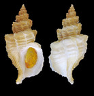 Scabrotrophon fabricii (Mler, 1842) - Off Hafnarfjr (Iceland W) 128 m, 01.07.1994, 29.2 mm