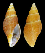 Volutomitra groenlandica (Møller, 1842) - Iceland W, 18.6 mm