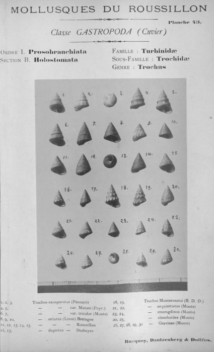 Bucquoy et al. (1882-1886, pl. 43) Bucquoy et al. (1882-1886, pl. 43)