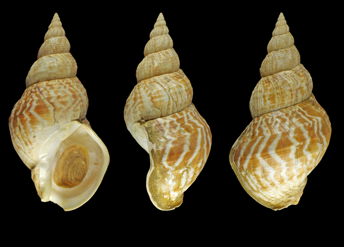 Buccinum undatum Linnaeus, 1758 - Funningsfjordur (Eysturoy - Faeroes), 17.07.2014, 91.7 mm.