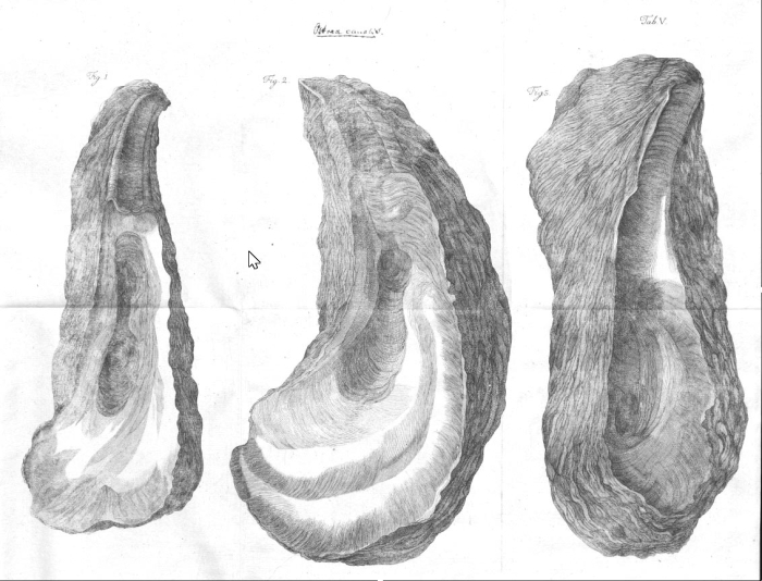 Ostracites gryphoides Schlotheim, 1813, from Fichtel (1780: pl. 5), one of the illustrations cited as reference