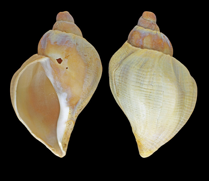 Pyrulofusus deformis (Reeve, 1847) - Svalbard, 68.0 mm Pyrulofusus deformis (Reeve, 1847) - Svalbard, 68.0 mm