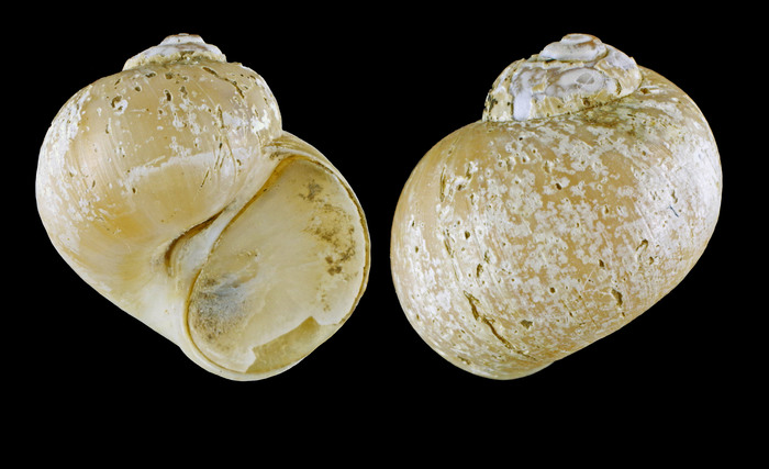 Cryptonatica affinis (Gmelin, 1791) - Iceland NW, 14.1 mm Cryptonatica affinis (Gmelin, 1791) - Iceland NW, 14.1 mm