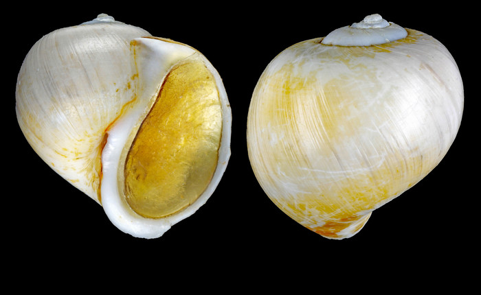 Euspira pallida (Broderip & G. B. Sowerby I, 1829) - Iceland W, 16.9 mm Euspira pallida (Broderip & G. B. Sowerby I, 1829) - Iceland W, 16.9 mm